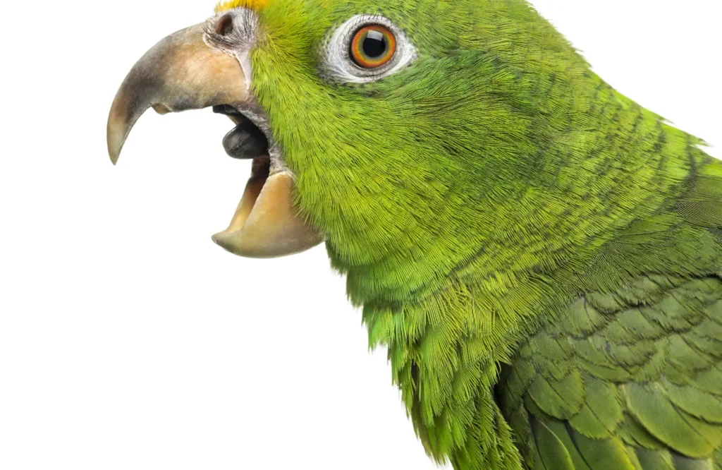 A green-cheek conure in alert posture — feathers slicked down, eyes pinning — the body language pattern owners need to read before a bite happens