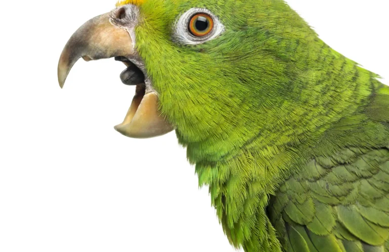 Conure Biting and Screaming: A Root-Cause Guide