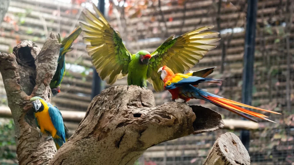 Four conure postures side by side — relaxed, alert, aggressive, and hormonal — showing the visual differences an owner learns to read