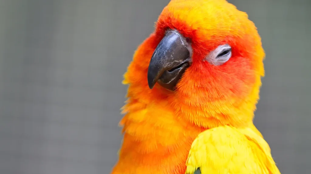 A spray bottle and a cage cover set aside — old-fashioned aversive tools no working avian behaviorist recommends