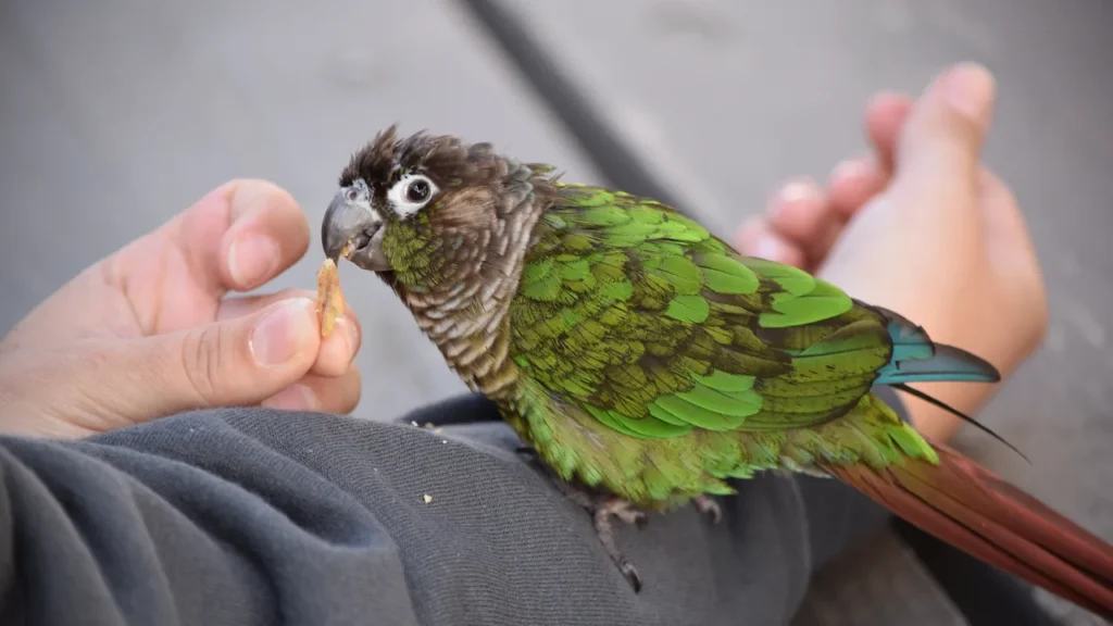 A young conure taking a millet piece from an outstretched hand, the shape of trust-building sessions in weeks two to four