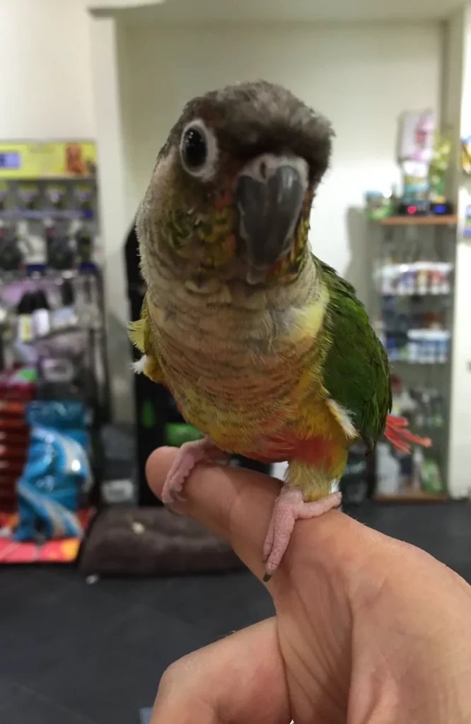 A conure being introduced to a new home in its first days