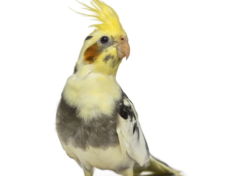Portrait of a normal grey cockatiel