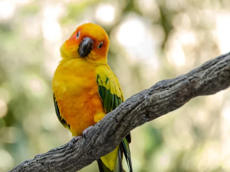 Conure vs Cockatiel: Which Is the Better First Bird?