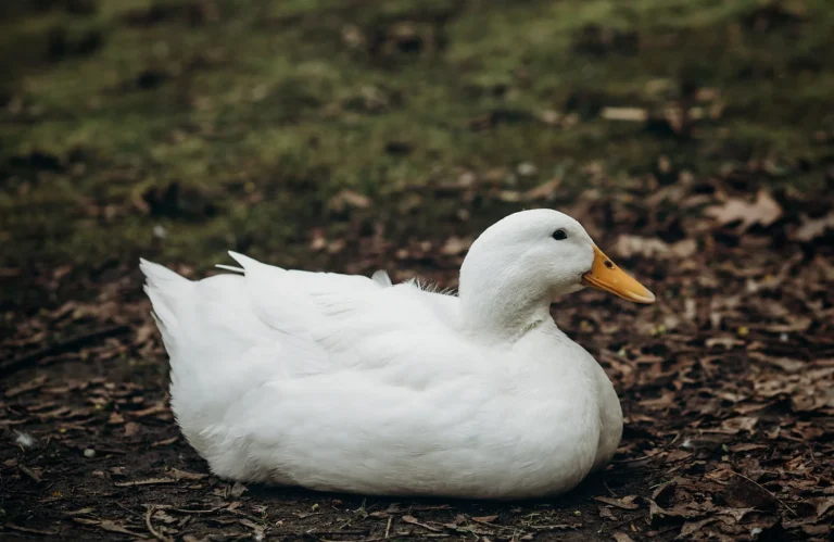 Raising Ducks: Basic Care for Your Pet Duck