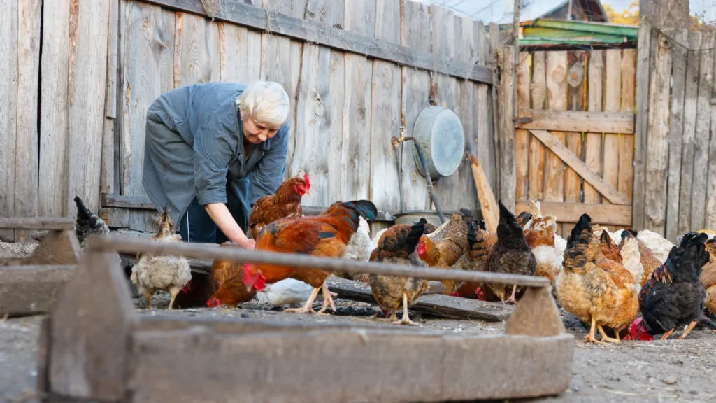 A keeper refilling water dishes at a small backyard coop in the morning