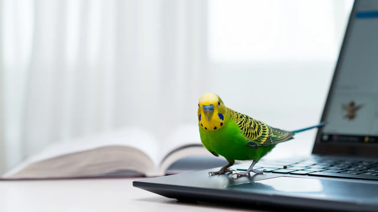 A budgerigar perched on a laptop keyboard beside an open book