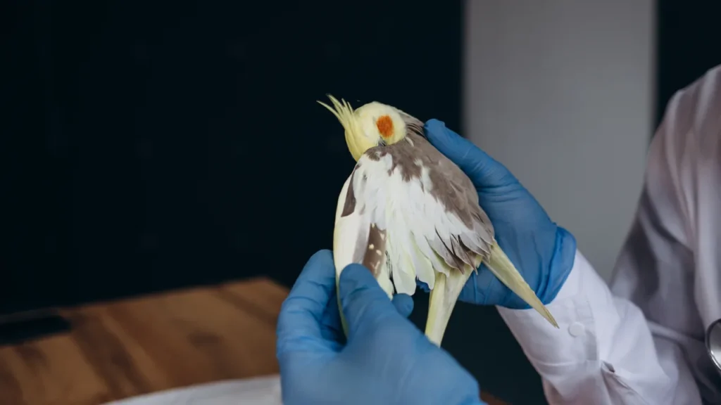 A vet's hands examining a small bird, warm indoor light